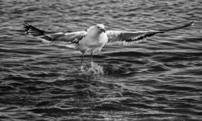 Jeffrey Hayden Haynes budget